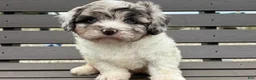 Cavapoo dogs for sale: Diamond - Ad 2