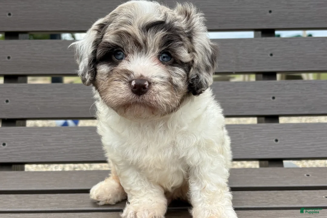 Cavapoo dogs for sale: Diamond - Ad 2