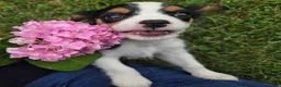 Cavalier King Charles Spaniel dogs for sale: Lily - Ad 10
