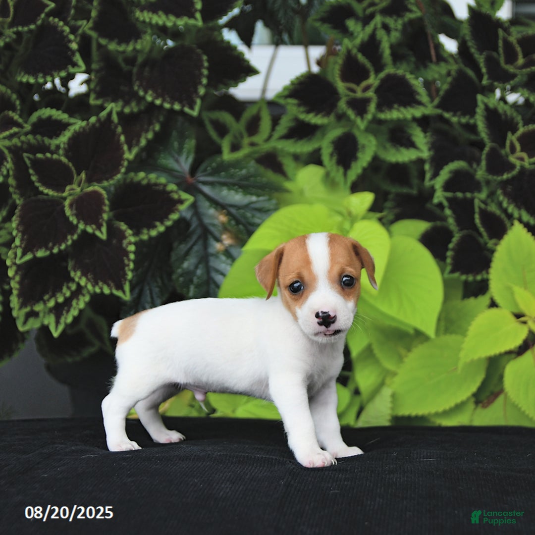 Jack Russell Terrier dogs for sale: Lewis - Ad 2