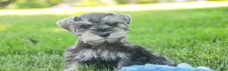 Miniature Schnauzer dogs for sale: Nancy Lynn - Ad 8