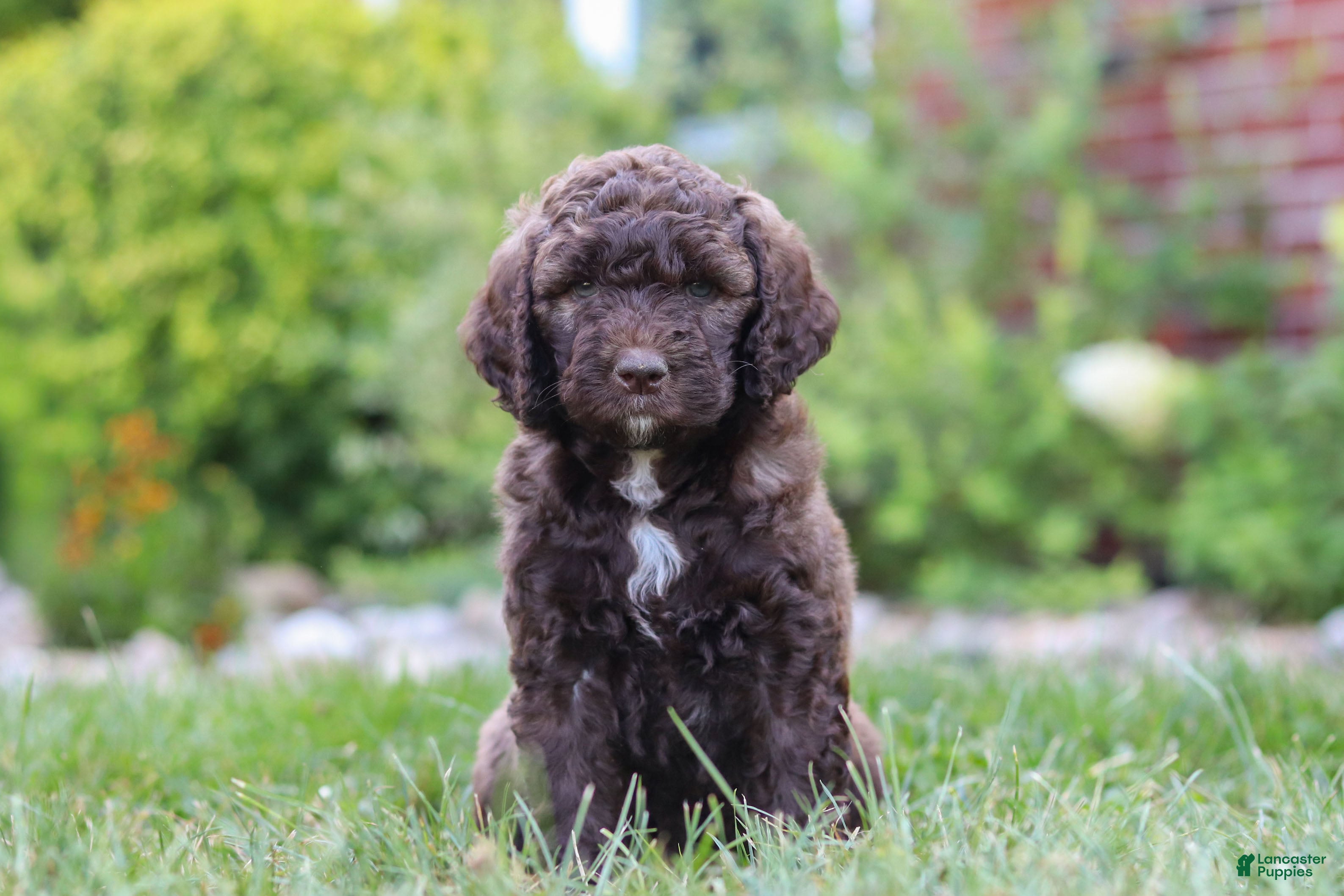 Newfypoo dogs Cherri - Ad 1