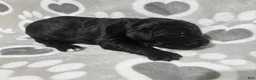 Goldendoodle dogs for sale: F1 Crowder - Ad 2