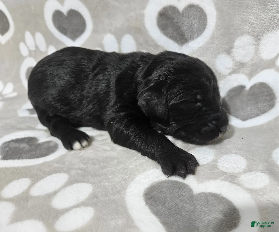 Goldendoodle dogs for sale: F1 Crowder - Ad 2