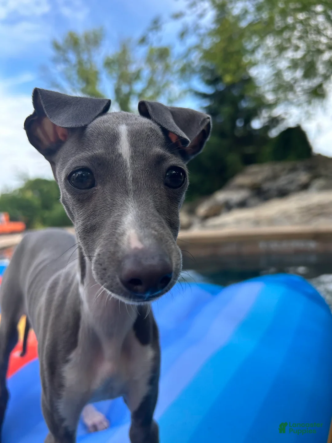 Gallery Image {{count}}