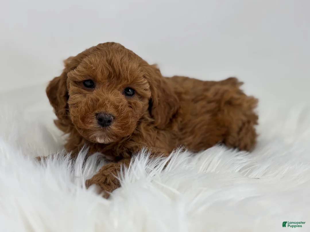 Mini Goldendoodle dogs for sale: Gretchen  - Ad 3