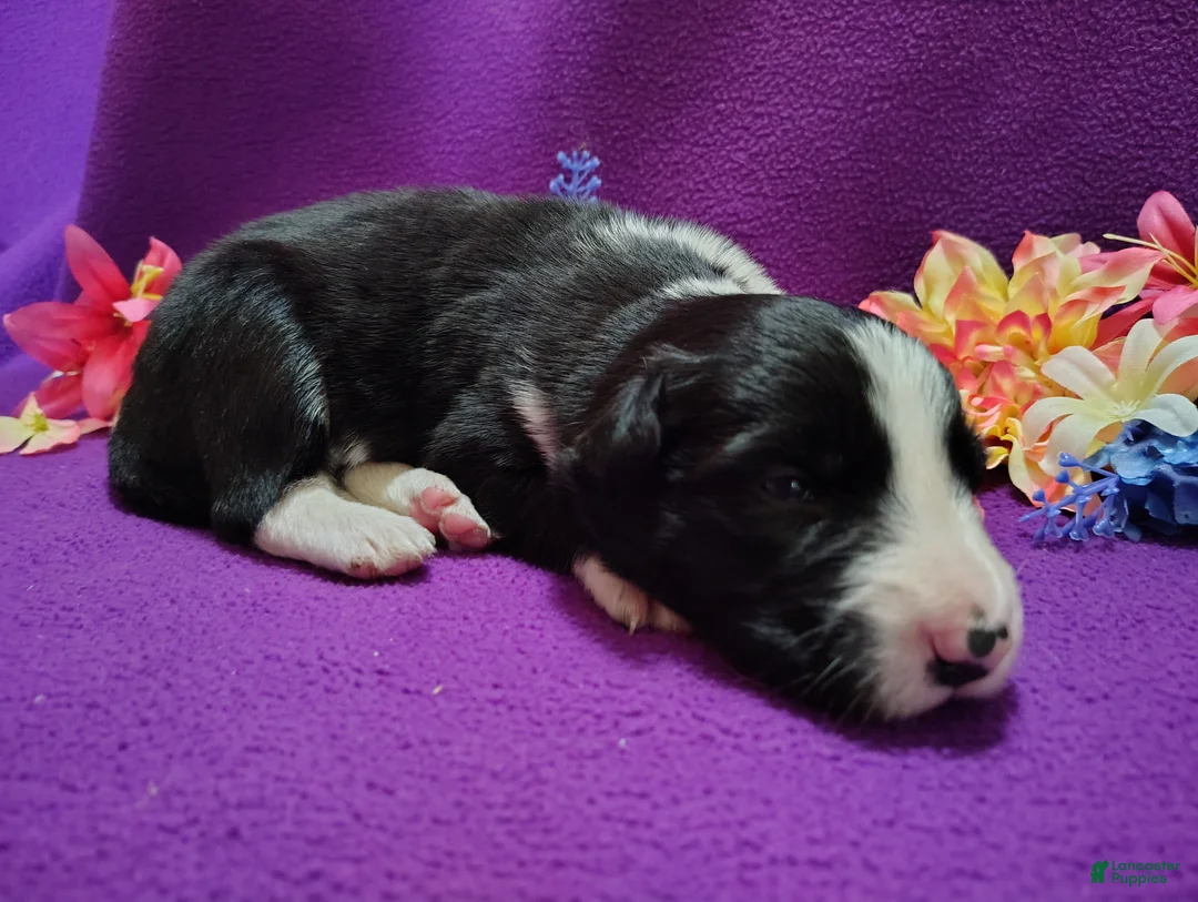 Border Collie dogs for sale: Ally - Ad 3