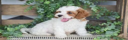 Cavapoo dogs for sale: Daisy - Ad 4