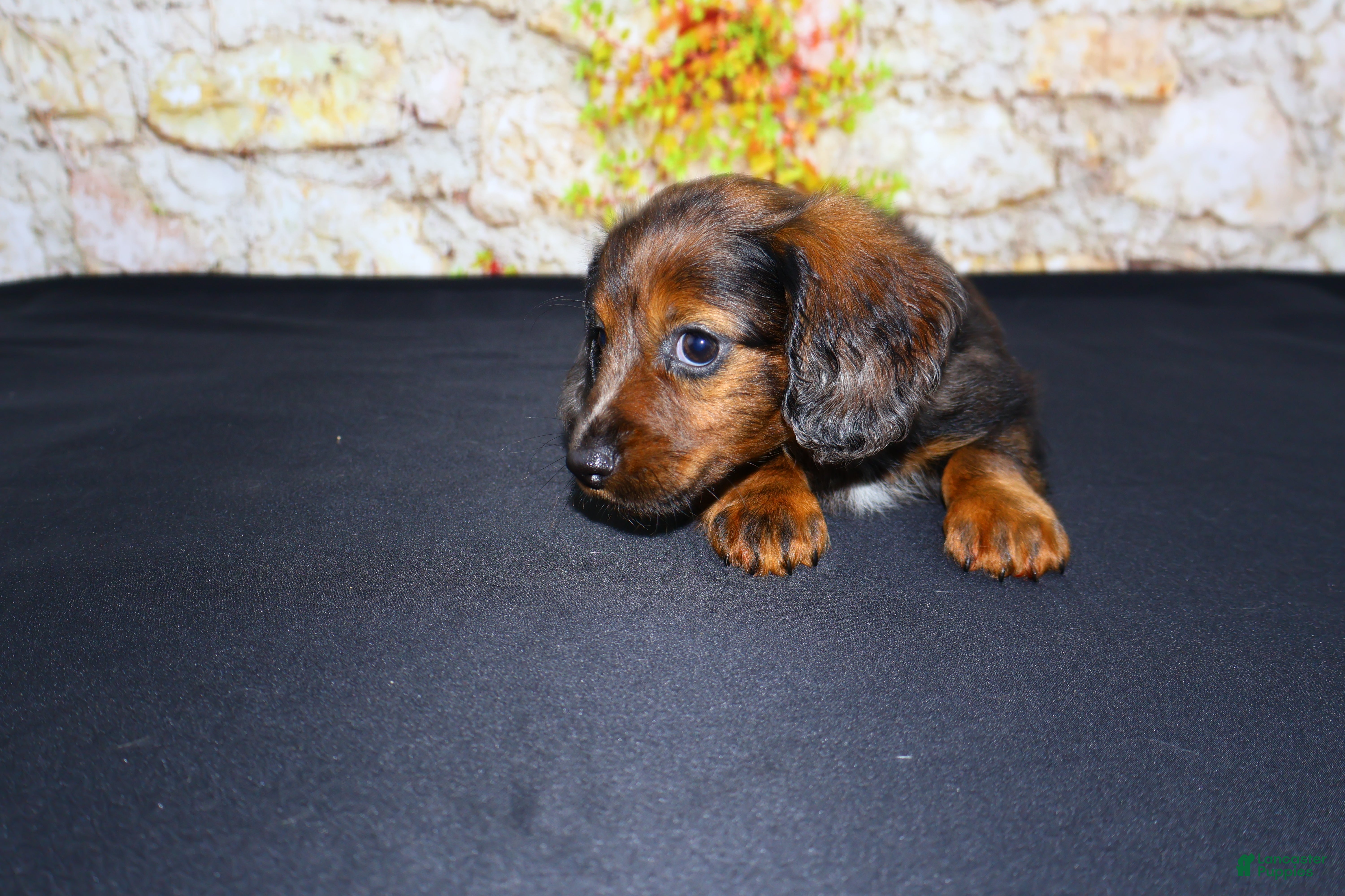 Miniature Dachshund dogs Butters - Ad 2