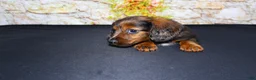 Miniature Dachshund dogs for sale: Butters - Ad 2
