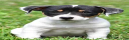 Jack Russell Terrier dogs for sale: Jasper - Ad 4