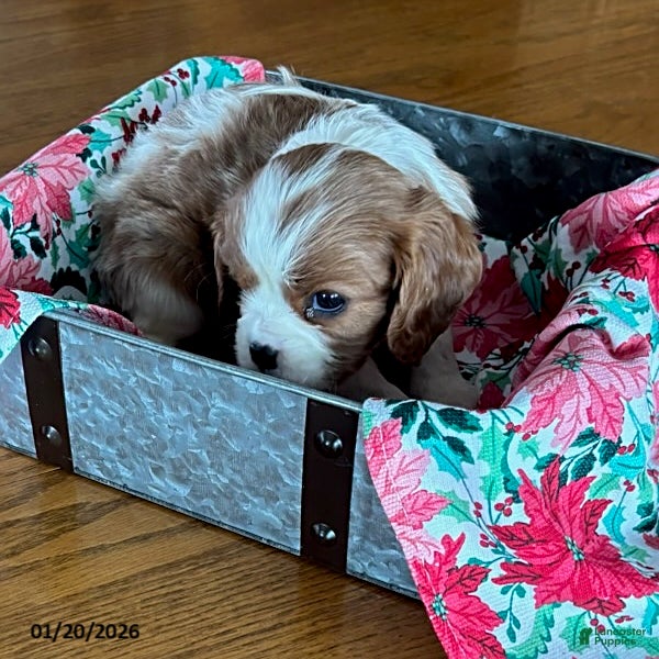 Cavalier King Charles Spaniel dogs Anise - Ad 13