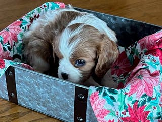 Cavalier King Charles Spaniel dogs Anise - Ad 29