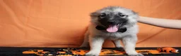Keeshond dogs for sale: Conner  - Ad 5