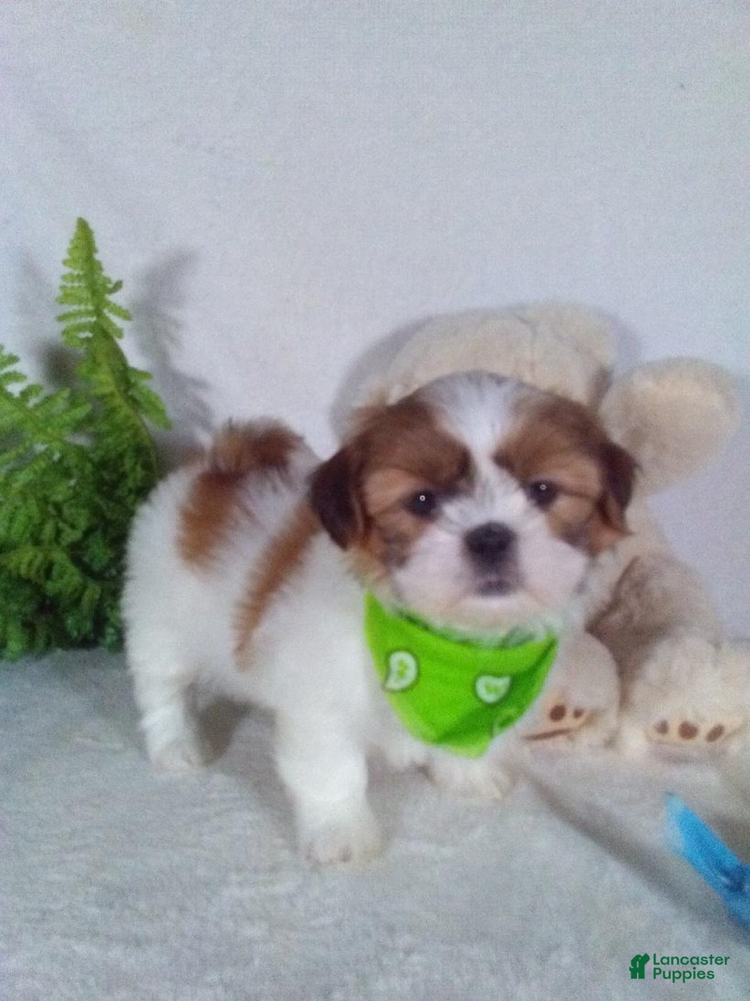Shih Tzu dogs for sale: Carlos - Ad 3