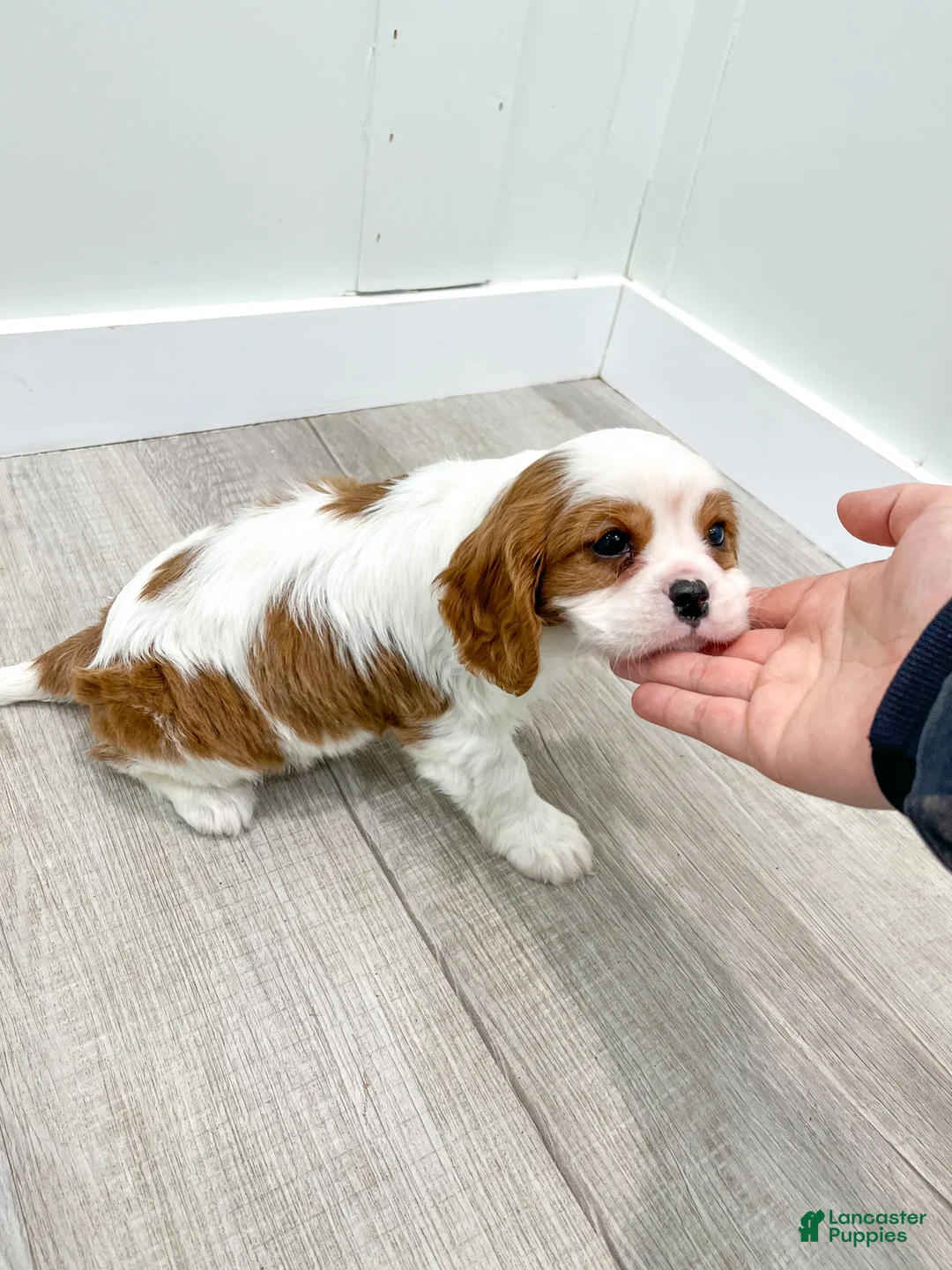 Cavalier King Charles Spaniel dogs for sale: Valor - Ad 8