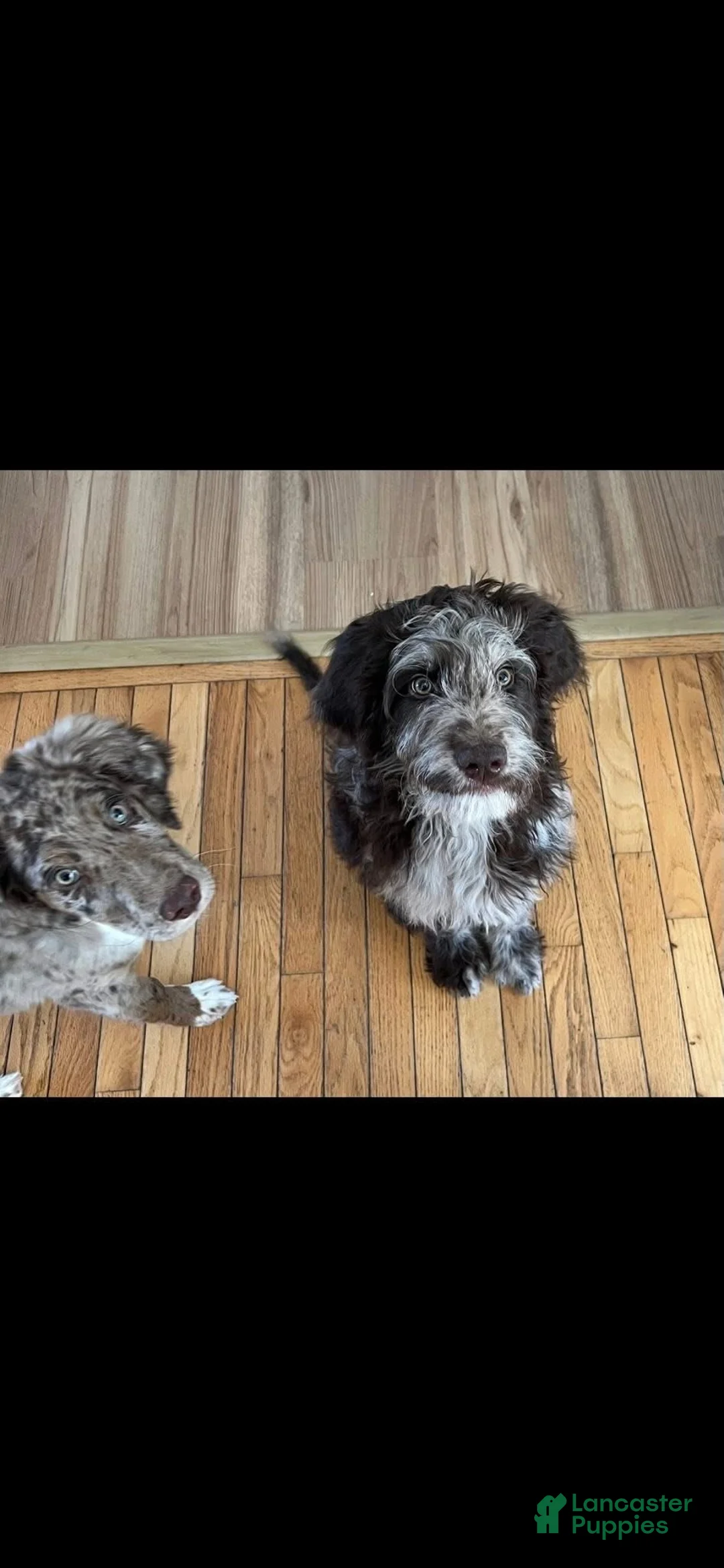 Double Doodle dogs for sale: Mustachio - Ad 2