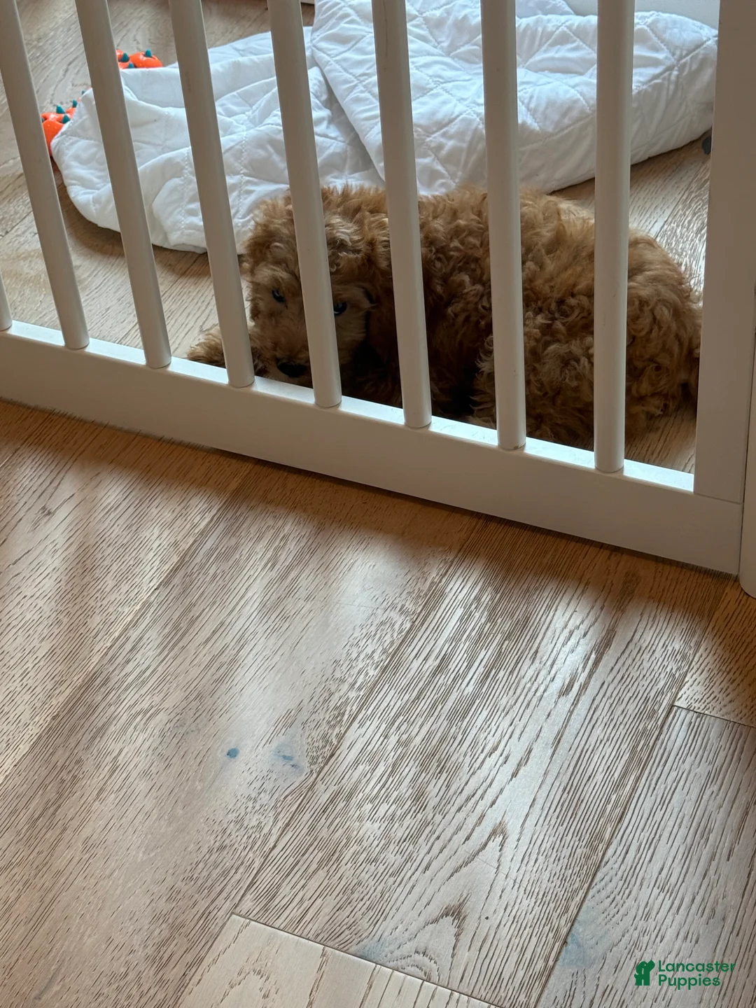 Cockapoo dogs for sale: Rosie  - Ad 2