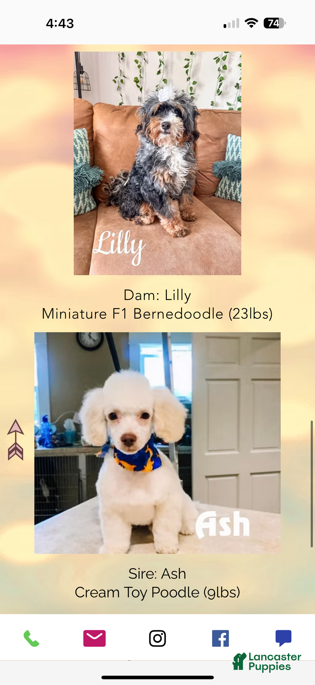 Mixed Breed dogs for sale: Lawson - Ad 8