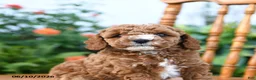 Mini Goldendoodle dogs for sale: Elmo - Ad 5