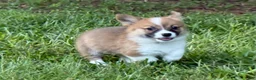 Welsh Corgi Pembroke dogs for sale: Full AKC - Ad 7