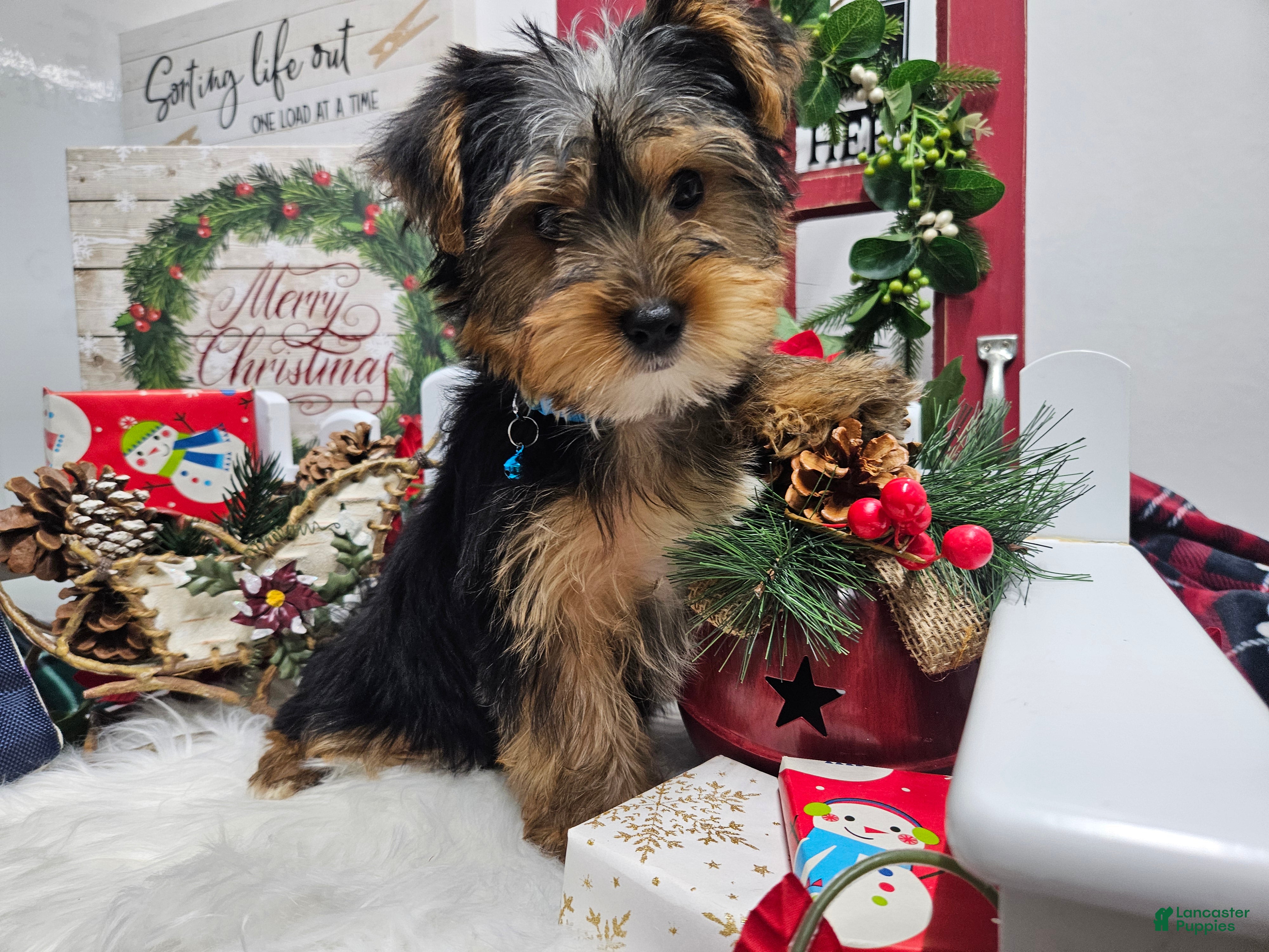 Yorkshire Terrier dogs Dexter - Ad 20