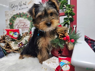 Yorkshire Terrier dogs Dexter - Ad 7