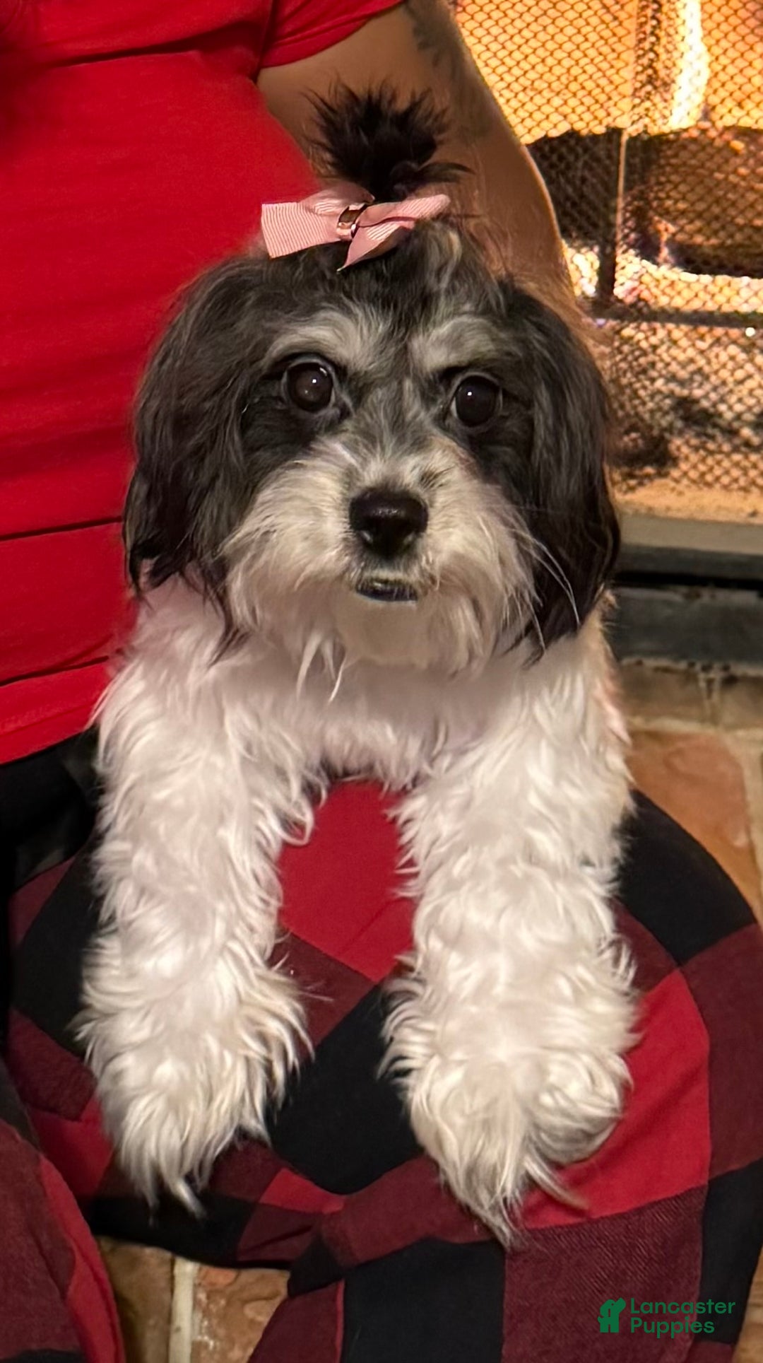 Mixed Breed dogs for sale:  Lhatese Breed “Daisy” - Ad 14