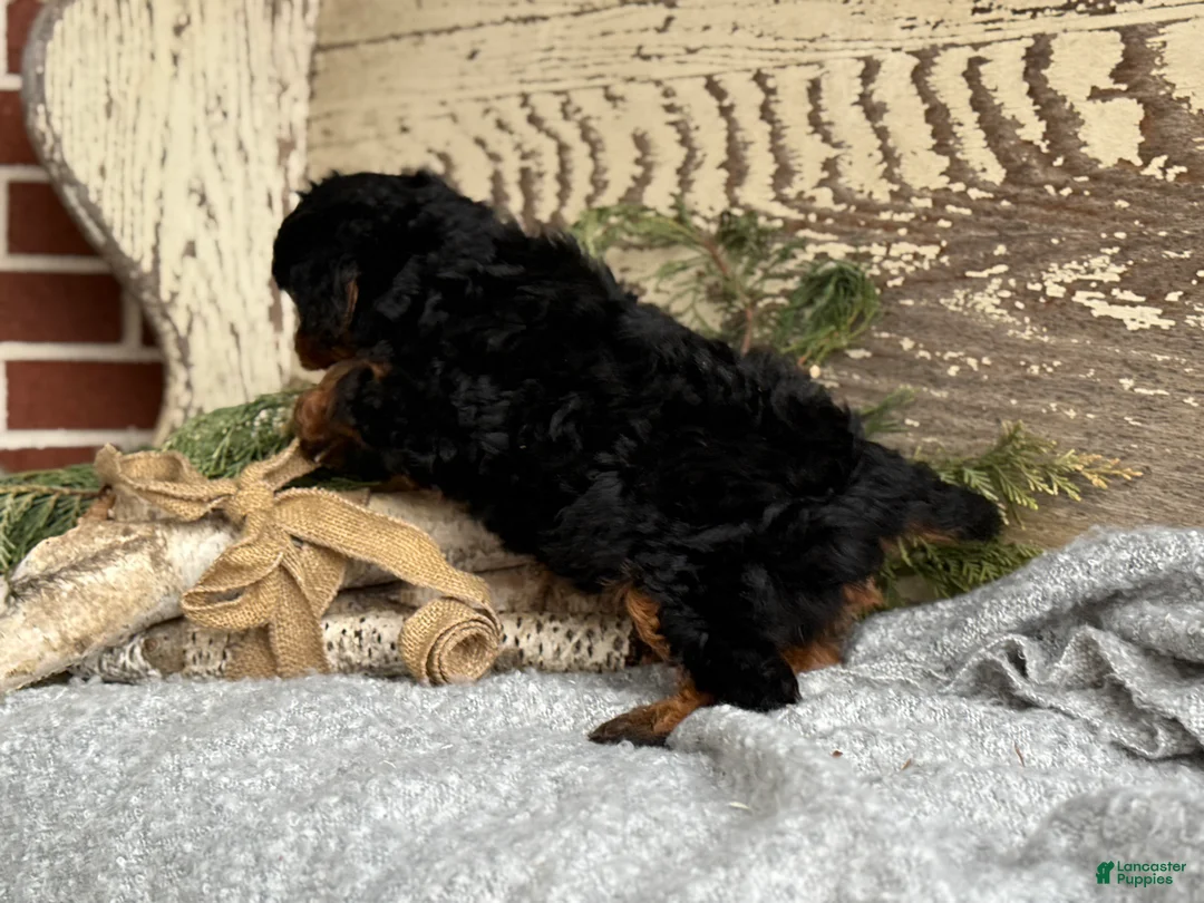 Mixed Breed dogs for sale: Barkley - Ad 3