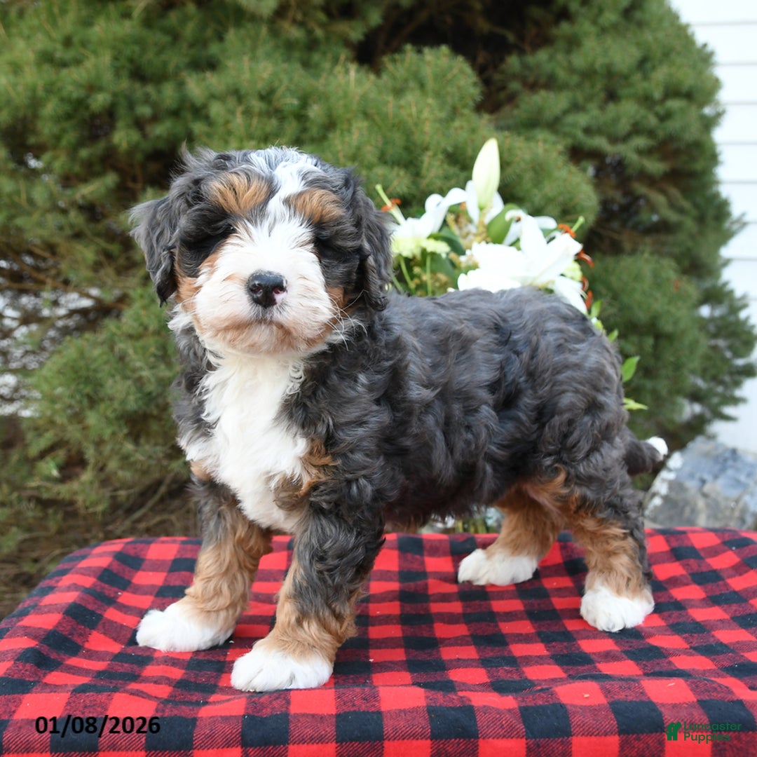 Mini Bernedoodle dogs for sale: Samson - Ad 4