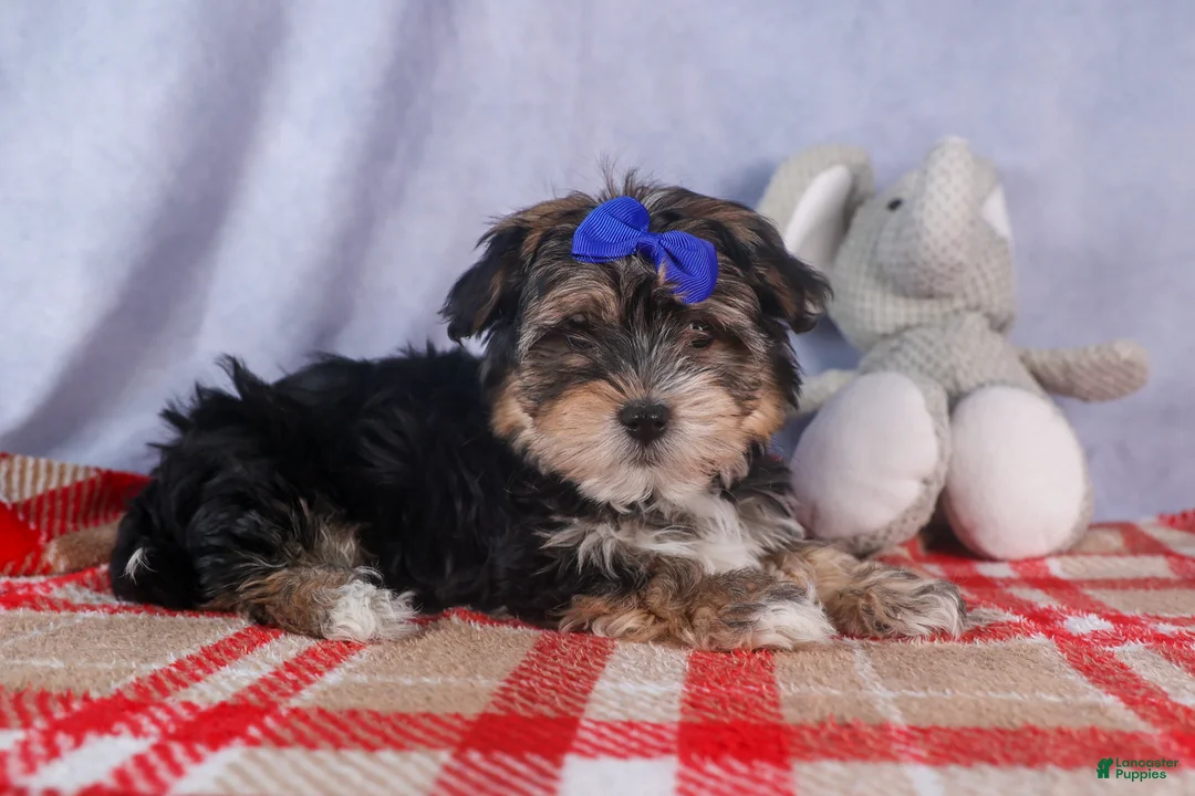 Morkie dogs for sale: Newton - Ad 16