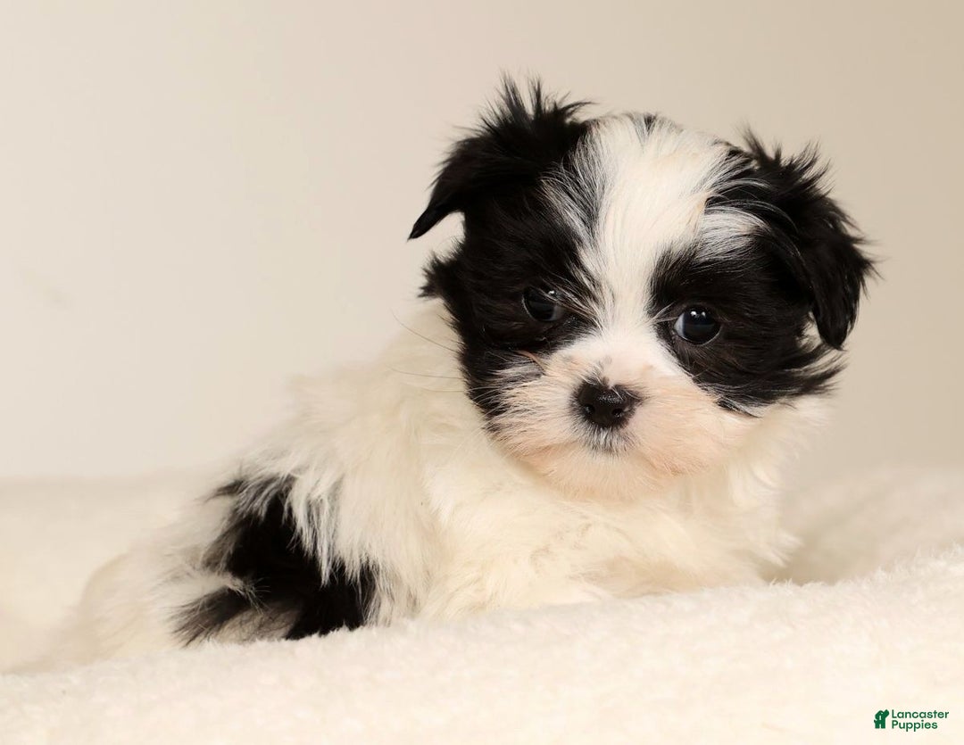 Malshi dogs for sale: Itzy - Ad 3