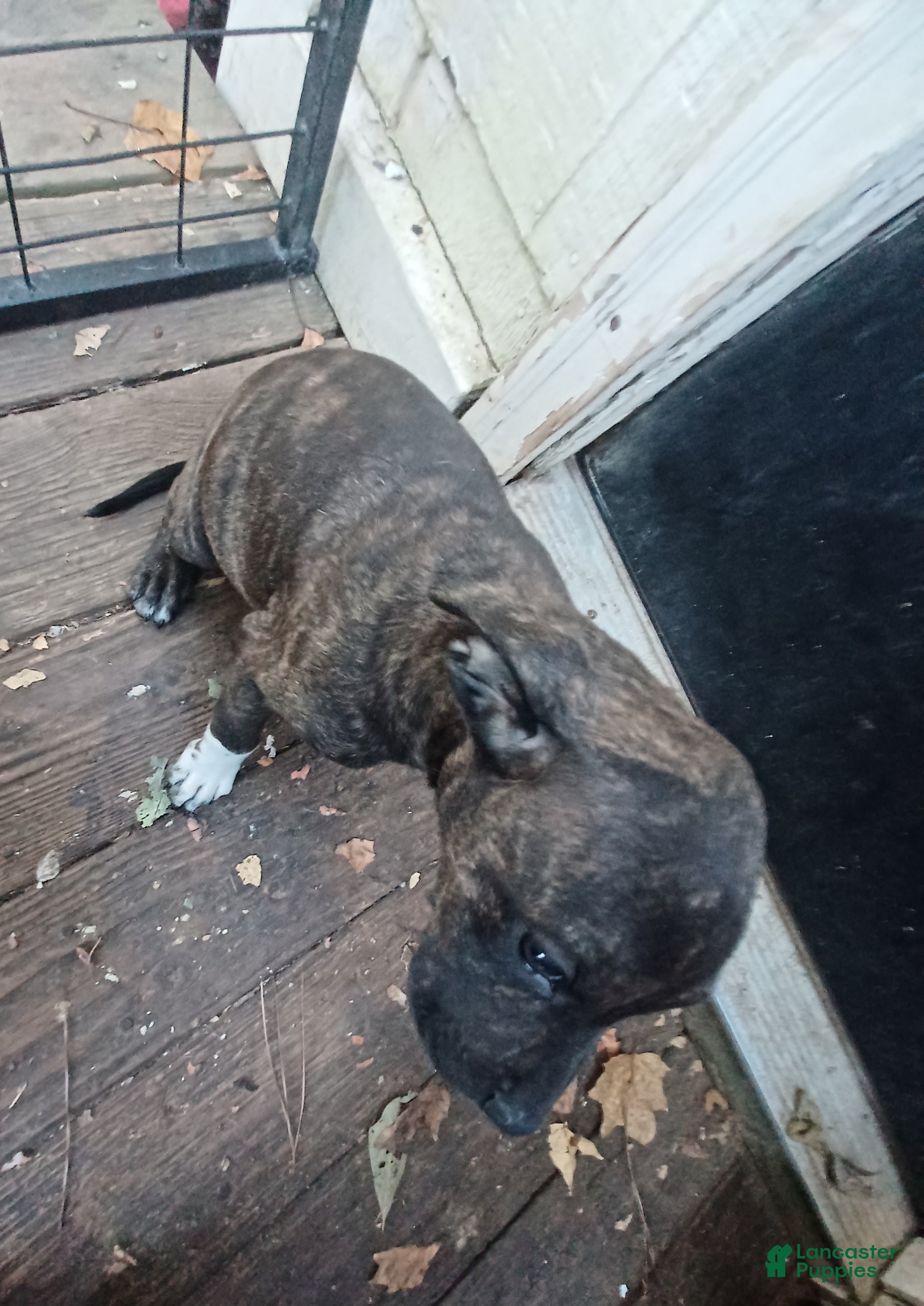 Mixed Breed dogs for sale: Mixed Breed 4 - Ad 36