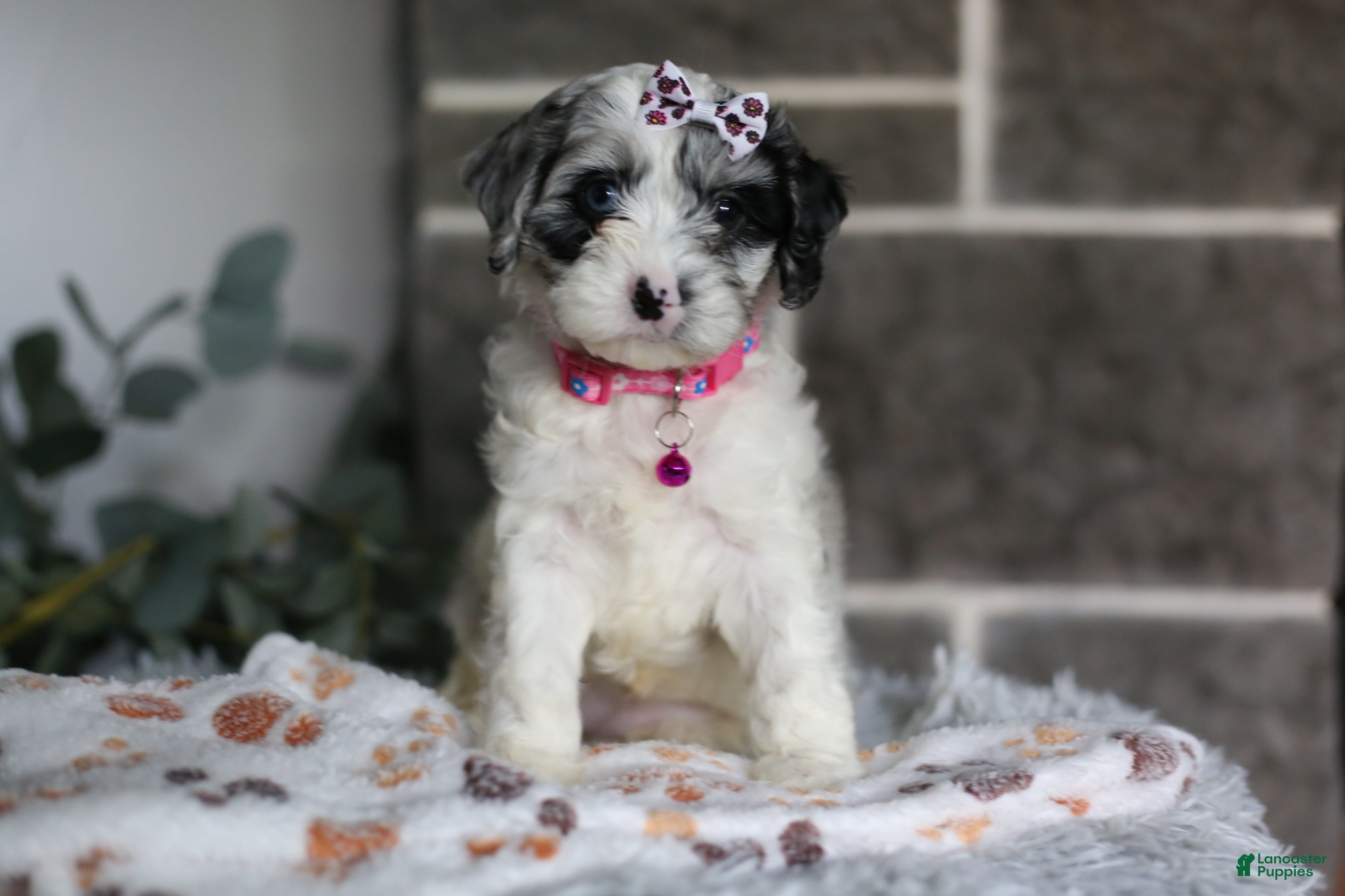 Cavapoo dogs Winnie - Ad 1
