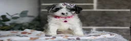 Cavapoo dogs for sale: Winnie - Ad 1