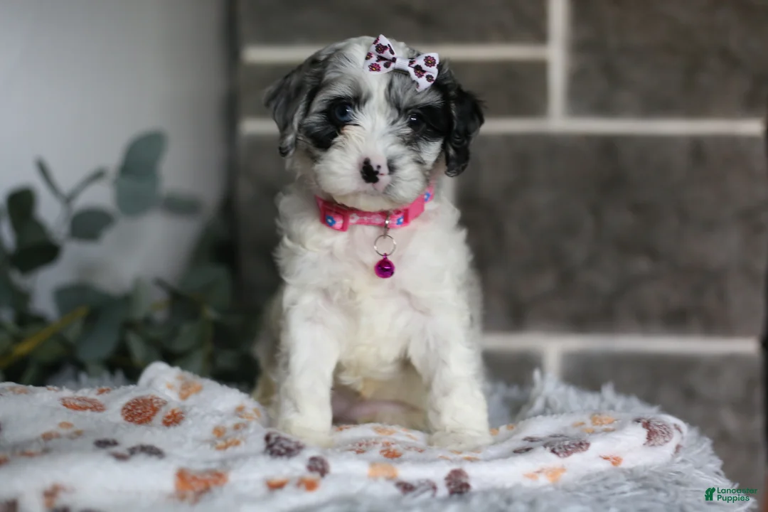 Cavapoo dogs for sale: Winnie - Ad 1