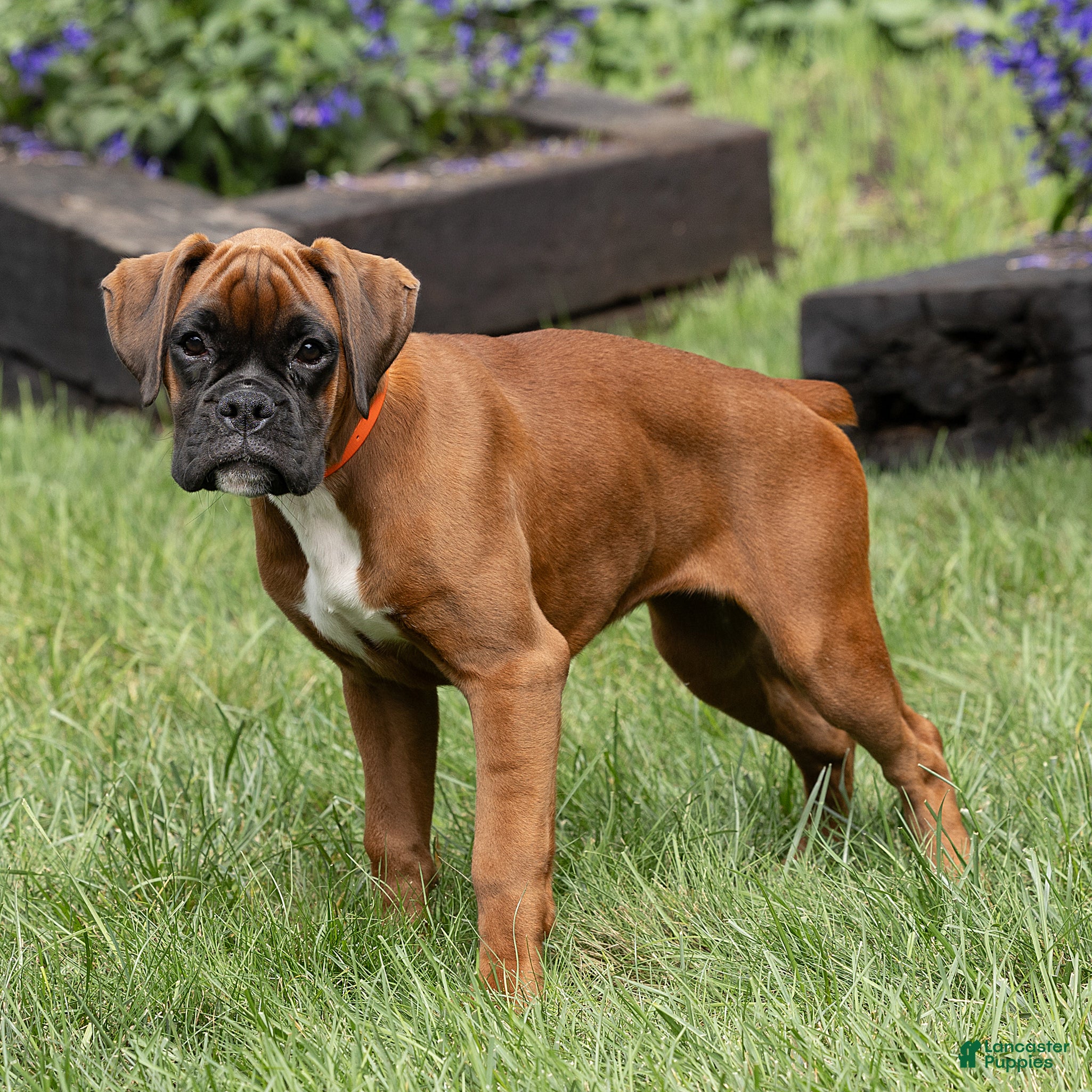 Boxer