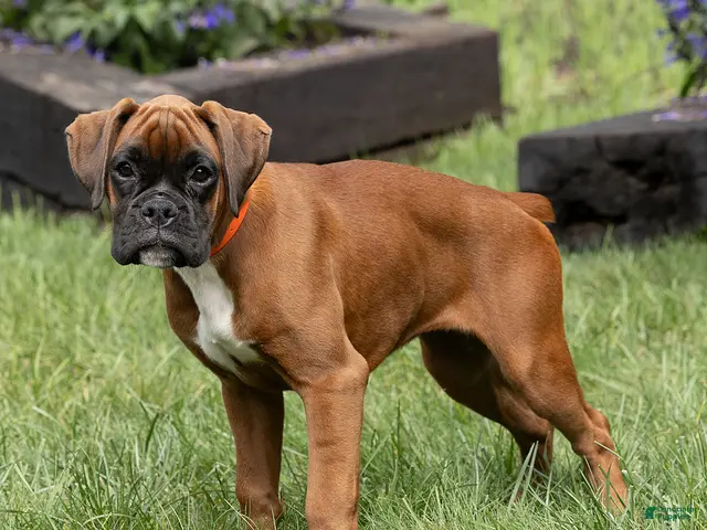 Boxer dogs Narissa Boxer - Ad 1