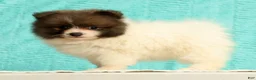 Pomeranian dogs for sale: Manny - Ad 3