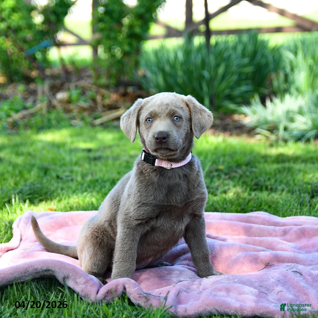 Labrador Retriever dogs for sale: Emma - Ad 2