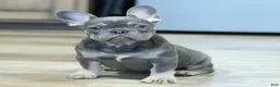 French Bulldog dogs for sale: Heather - Ad 4