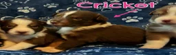 Australian Shepherd dogs for sale: Cricket - Ad 5