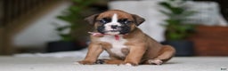 Boxer dogs for sale: Sadie - Ad 2