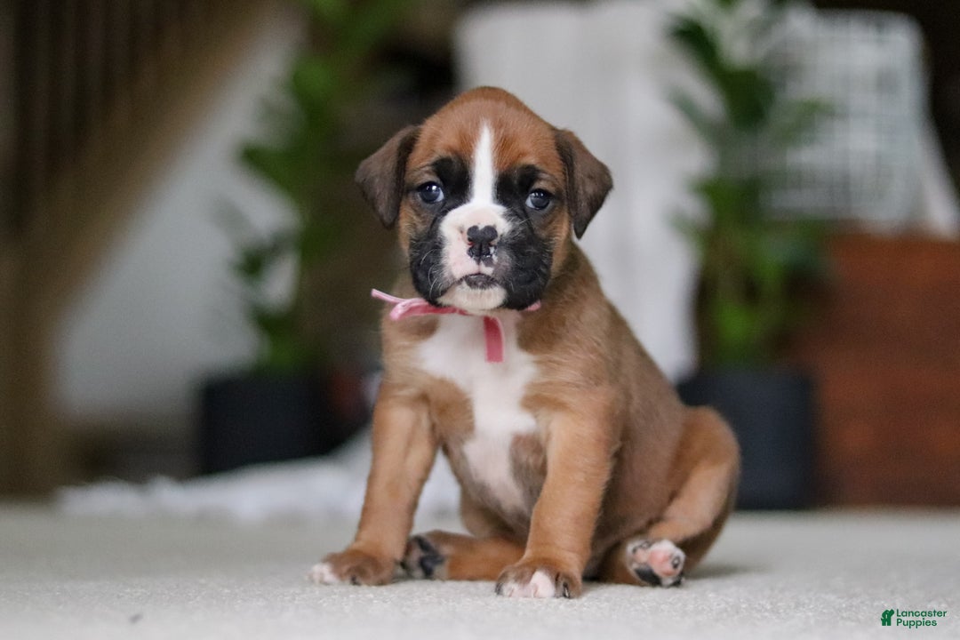 Boxer dogs for sale: Sadie - Ad 2