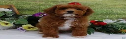 Toy Poodle dogs for sale: Saylor - Ad 12