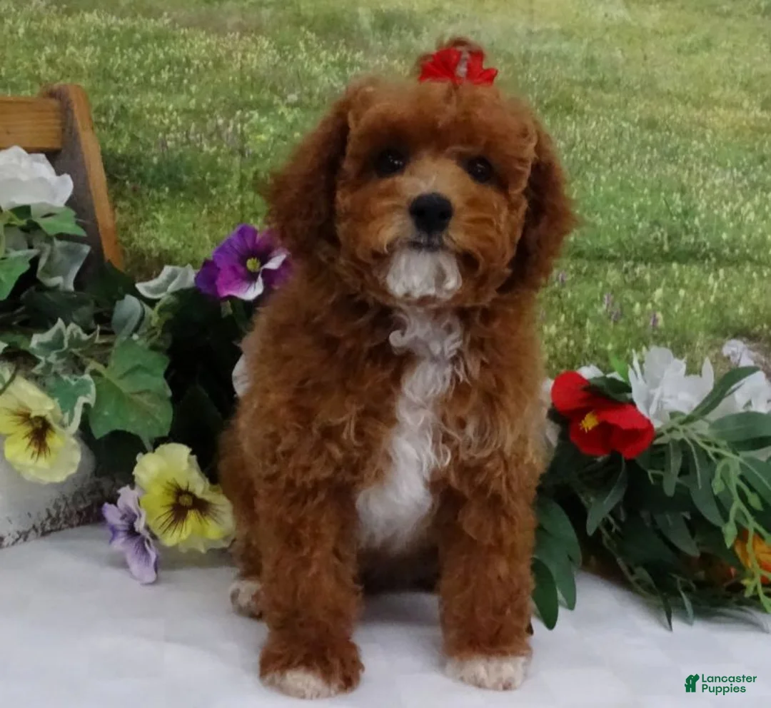 Toy Poodle dogs for sale: Saylor - Ad 12
