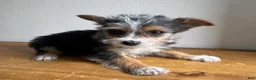 Chorkie dogs for sale: Sable  - Ad 9