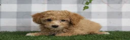 Miniature Poodle dogs for sale: Oakley - Ad 4