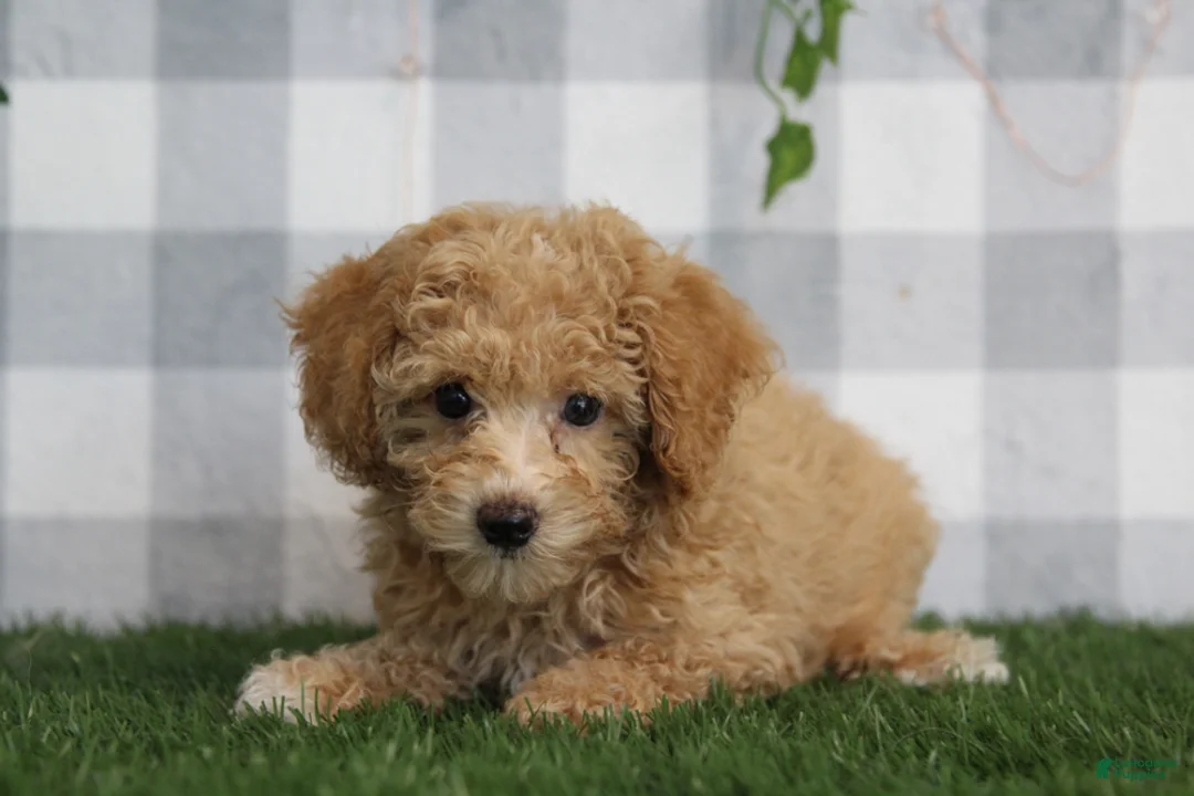 Miniature Poodle dogs for sale: Oakley - Ad 4