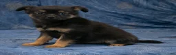 Chihuahua dogs for sale: Carter - Ad 3